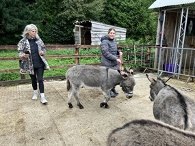 Customer Photo of Miniature Donkey Walking Solihull